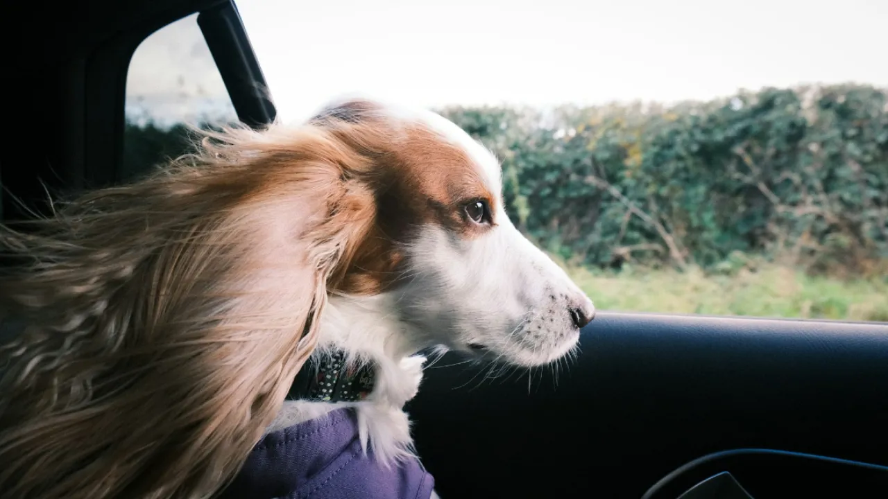 Hund I Bilen